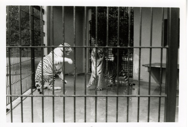 White tiger and Bengal tiger swatting at one another at Crandon Park Zoo