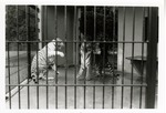 [1950/1970] White tiger and Bengal tiger swatting at one another at Crandon Park Zoo