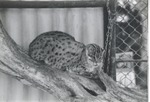 [1950/1970] Fishing cat laying on a log in its enclosure at Crandon Park Zoo