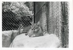 Caracal lynx resting in its enclosure at Crandon Park Zoo