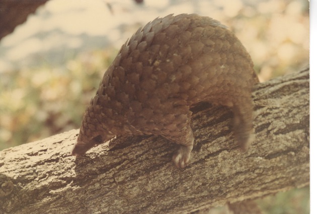Young white-bellied pangolin climbing on a branch in its enclosure at Crandon Park Zoo