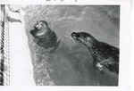 Two harbor seals swimming in their enclosure pool at Crandon Park Zoo