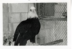 Bald Eagle on its perch at Crandon Park Zoo