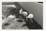 Four flamingos gathered together in their enclosure at Crandon Park Zoo