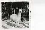 [1968-02] Two llamas in their enclosure at Crandon Park Zoo
