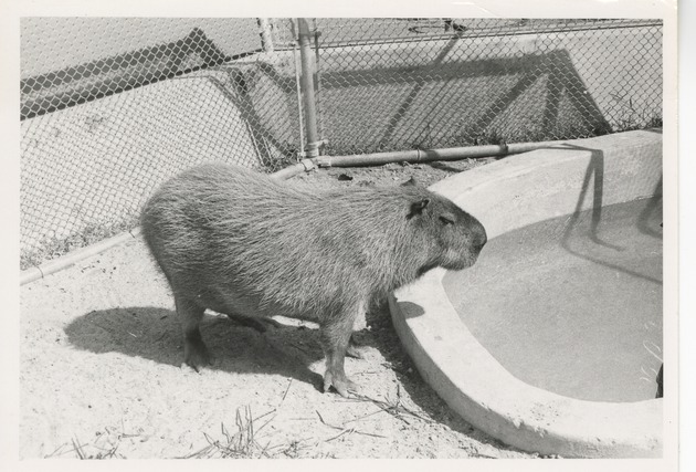 Capybara standing beside a pool in its enclosure at Crandon Park Zoo