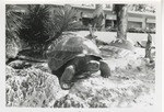 Galapagos tortoises walking through their enclosure at Crandon Park Zoo