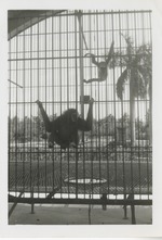 Adult and young white handed gibbon hanging on enclosure bars at Crandon Park Zoo