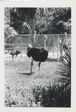 Ostriches in their enclosure at Crandon Park Zoo