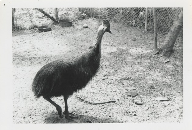 Double-wattled cassowary in its enclosure at Crandon Park Zoo