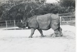 Indian Rhinoceros walking through its enclosure at Crandon Park Zoo