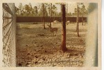 [1977-07] Thomson's Gazelles awaiting transfer to their new habitat at the Miami Metrozoo