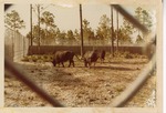 Three Gaur grazing in their temporary habitat at the new Miami Metrozoo