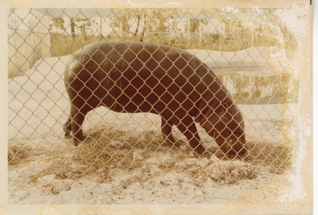 Pygmy Hippopotamus eating hay beside temporary enclosure pool at the new Miami Metrozoo