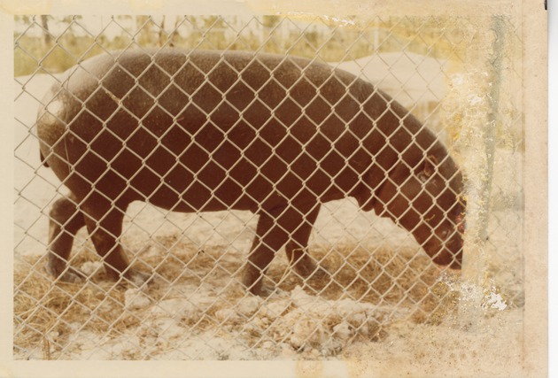 Pygmy Hippopotamus eating hay in temporary enclosure at the new Miami Metrozoo