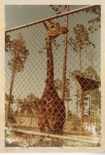 Reticulated giraffe beside temporary enclosure fence at the new Miami Metrozoo
