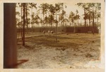 [1977-07] Three scimitar-horned Oryx standing beside enclosure fence at the new Miami Metrozoo