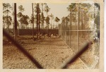 Small herd of ibex in their temporary enclosure at the new Miami Metrozoo