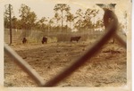 Three Gaur grazing in their temporary enclosure at the new Miami Metrozoo