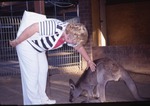 Zoo visitor petting a young kangaroo in its enclosure at Miami Metrozoo
