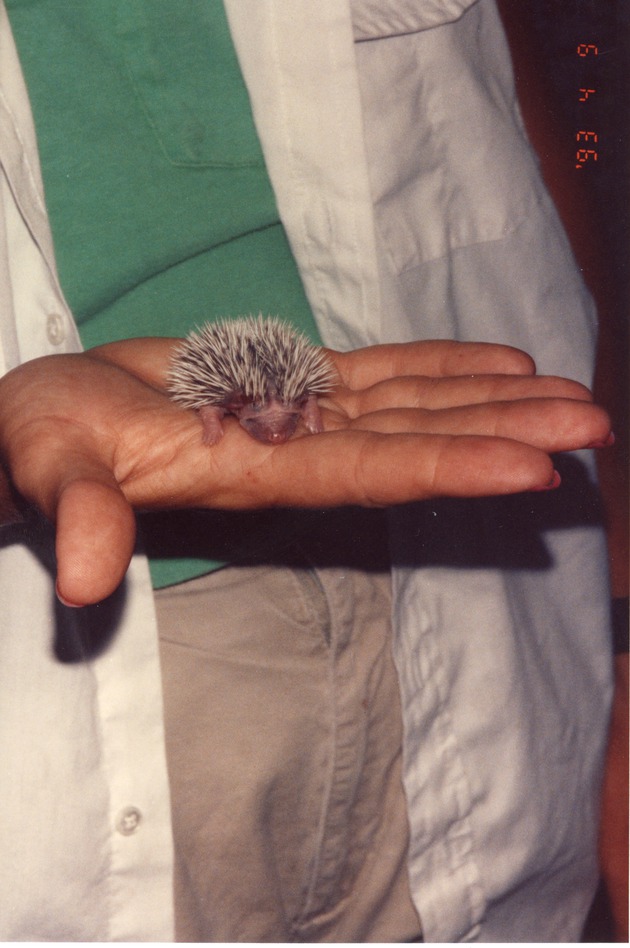 Newborn hedgehog Pokey being held by Miami Metrozoo staff member