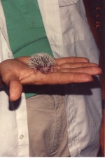 [1993-04-09] Newborn hedgehog Pokey being held by Miami Metrozoo staff member
