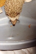 Hedgehog Spike eating mealworms at Miami Metrozoo