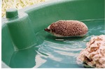 Hedgehog playing in the water of a circular plastic pool at Miami Metrozoo