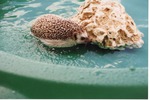 Hedgehog brushing up against a rock in a plastic pool at Miami Metrozoo