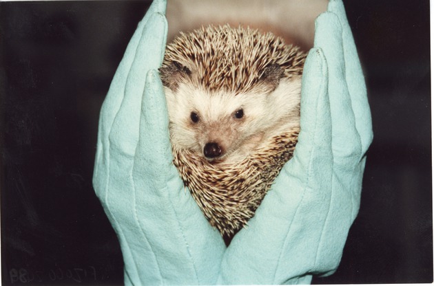 Balled up hedgehog being cupped in the hands of a zookeeper at Miami Metrozoo