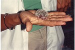 [1993-04-09] Newborn hedgehog Pokey in the palm of a zookeeper's hand at Miami Metrozoo