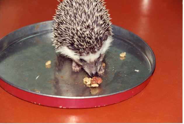 Hedgehog eating on a tin lid at Miami Metrozoo