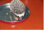 Hedgehog eating mealworms and more on a tin lid at Miami Metrozoo