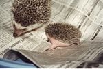 Adult and newborn hedgehogs Sybil and Pokey on newspaper at Miami Metrozoo