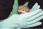 Hedgehog Pokey being cupped in the gloved hands of zoo staff at Miami Metrozoo
