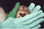 Hedgehog Pokey being held in the cupped hands of zoo staff at Miami Metrozoo