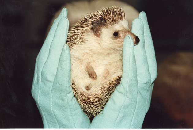 Hedgehog spike curled in the cupped hands of Miami Metrozoo staff