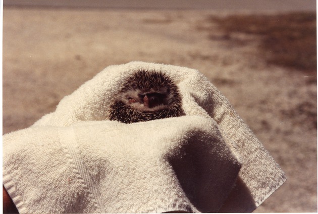 Hedgehog being held in a towel at Miami Metrozoo