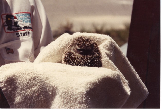 Hedgehog being cupped in a towel at Miami Metrozoo