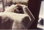 Hedgehog curled up being held in a towel at Miami Metrozoo