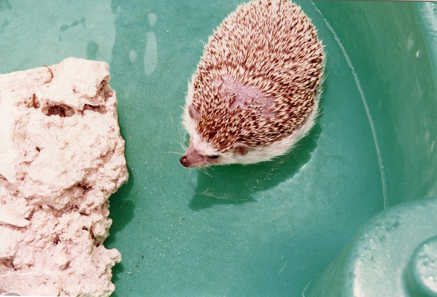 Hedgehog swimming in a plastic pool as seen from above at Miami Metrozoo