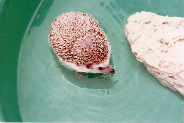 Hedgehog swimming in a small plastic pool at the Miami Metrozoo