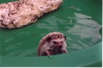 Hedgehog Larry crawling up the side of a plastic pool at Miami Metrozoo