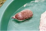 Hedgehog wading in a plastic pool at Miami Metrozoo