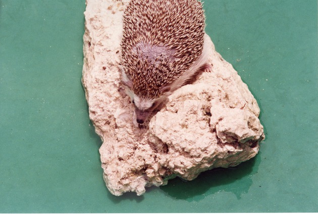 Hedgehog crawling on a rock in a plastic pool at Miami Metrozoo