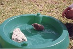 Hedgehog in a plastic pool at Miami Metrozoo
