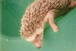 Close-up of a hedgehog looking over the side of a plastic pool at Miami Metrozoo