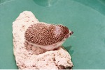 Hedgehog standing on a rock in a plastic pool at Miami Metrozoo
