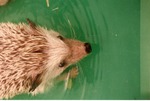 Close-up of hedgehog Larry swimming in a plastic pool at Miami Metrozoo
