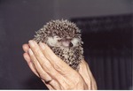 Curled up hedgehog being held in a zookeeper's hands at Miami Metrozoo